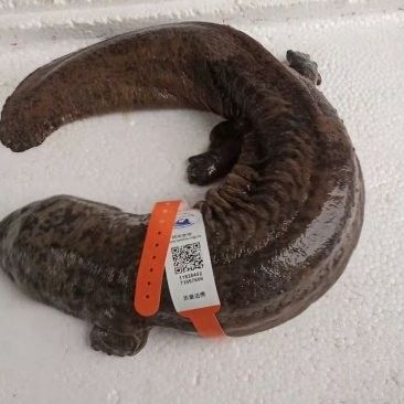 南鄭開水族店怎么樣？加盟祥龍魚場(chǎng)賣龍魚市場(chǎng)怎樣？ 南鄭開水族店怎么樣？加盟祥龍魚場(chǎng)賣龍魚市場(chǎng)怎樣？ 水族館百科（水族館加盟） 第15張