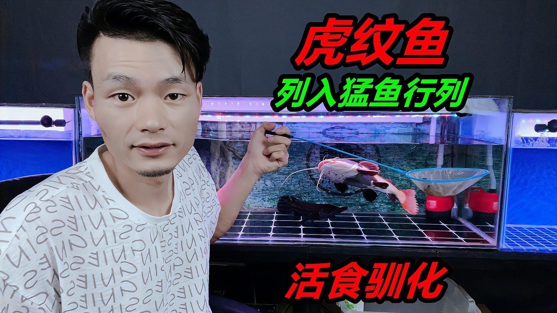 虎紋恐龍魚生長速度有多快視頻講解