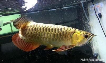 金龍魚用什么顏色燈光好：金龍魚使用的燈光顏色需要根據品種來決定，主要跟魚兒鱗片的顏色相匹配
