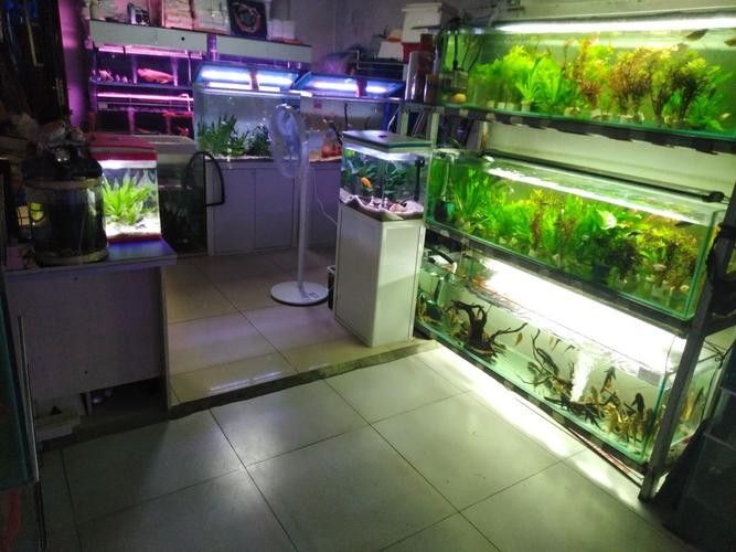 隨州開水族店怎么樣？加盟祥龍魚場賣龍魚市場怎樣？