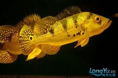 龍魚能和巴西亞魚一起養嗎（龍魚和巴西亞魚可以一起養但需要考慮一些因素以確保它們能夠和諧共處）
