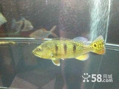 龍魚能和巴西亞魚一起養嗎（龍魚和巴西亞魚可以一起養但需要考慮一些因素以確保它們能夠和諧共處）