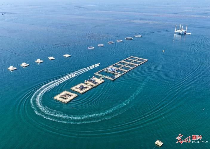 德州開水族店怎么樣？加盟祥龍魚場賣龍魚市場怎樣？
