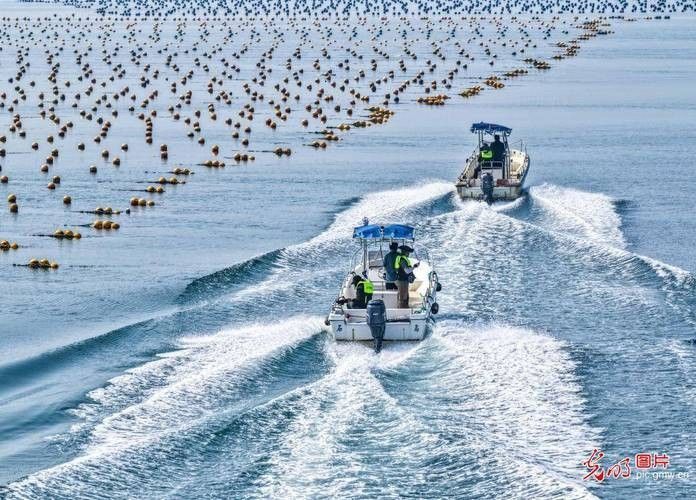 德州開水族店怎么樣？加盟祥龍魚場賣龍魚市場怎樣？