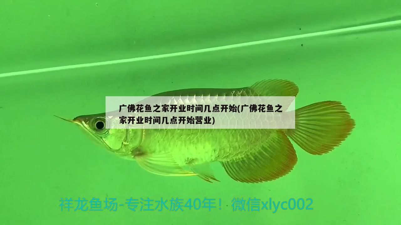 廣佛花魚之家開業(yè)時間幾點開始(廣佛花魚之家開業(yè)時間幾點開始營業(yè))