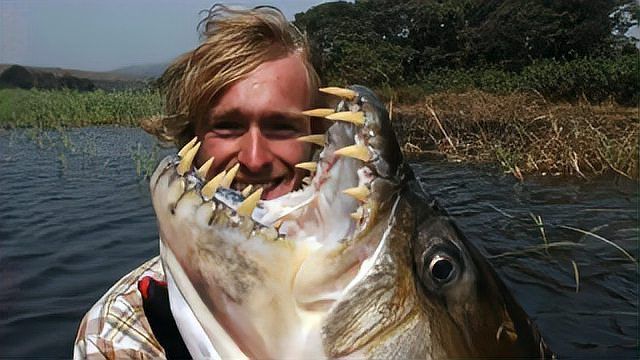 老虎魚長什么樣子