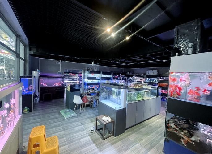 廣東開水族店怎么樣？加盟祥龍魚場(chǎng)賣龍魚市場(chǎng)怎樣？
