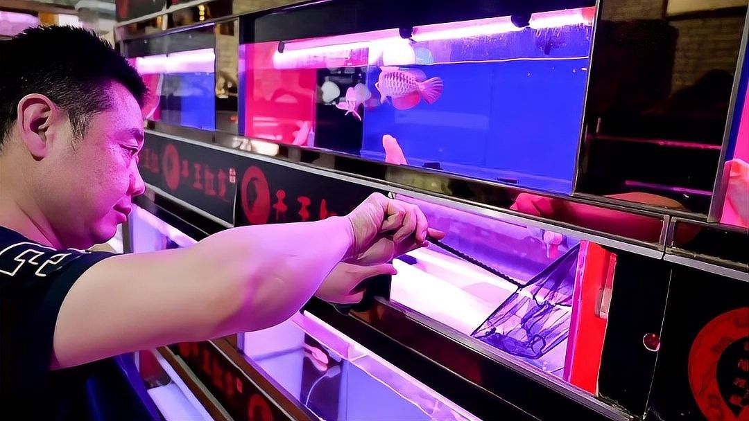 靈璧開水族店怎么樣？加盟祥龍魚場(chǎng)賣龍魚市場(chǎng)怎樣？