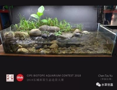 寶石金龍魚和b過的區別（寶石金龍魚和b級過背金龍魚區別）