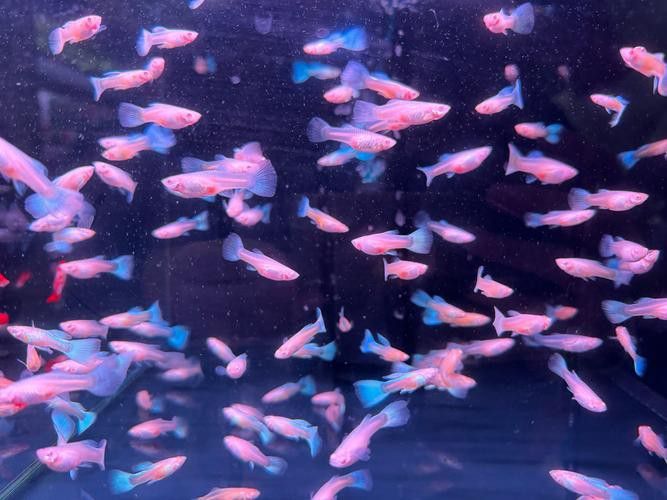 珠海水族館 龍魚世家水族館可以