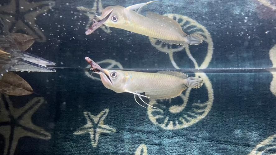 銀龍魚的樣子圖片