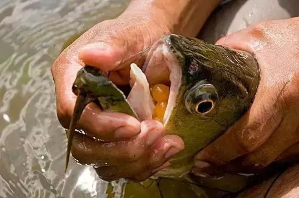 銀龍魚的樣子圖片