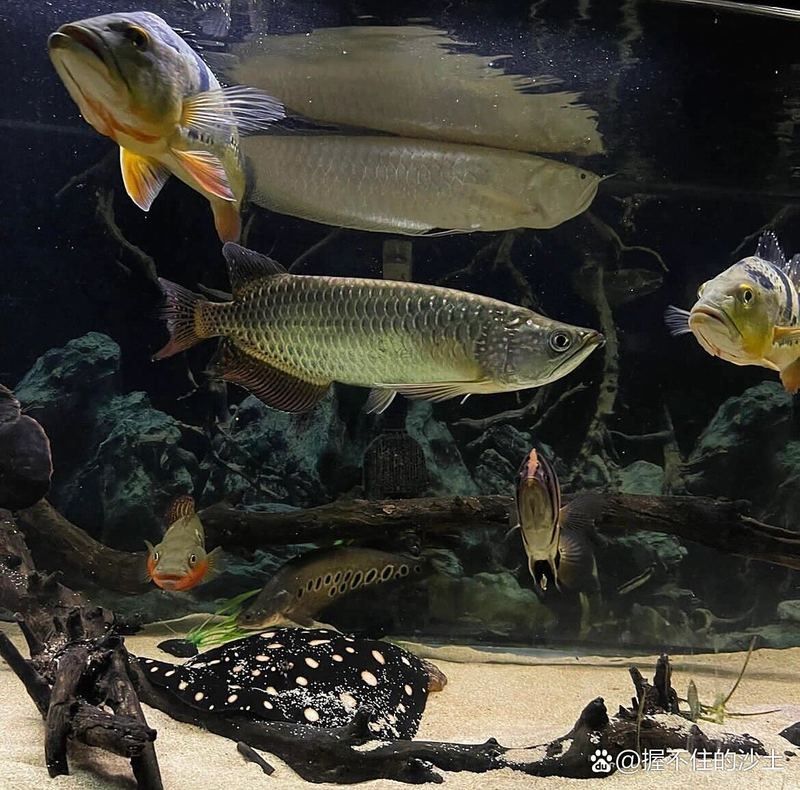 銀龍魚的樣子圖片