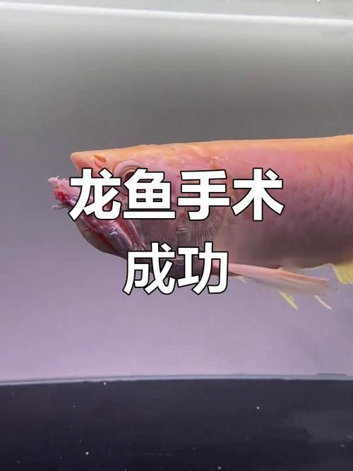 銀龍魚的樣子圖片
