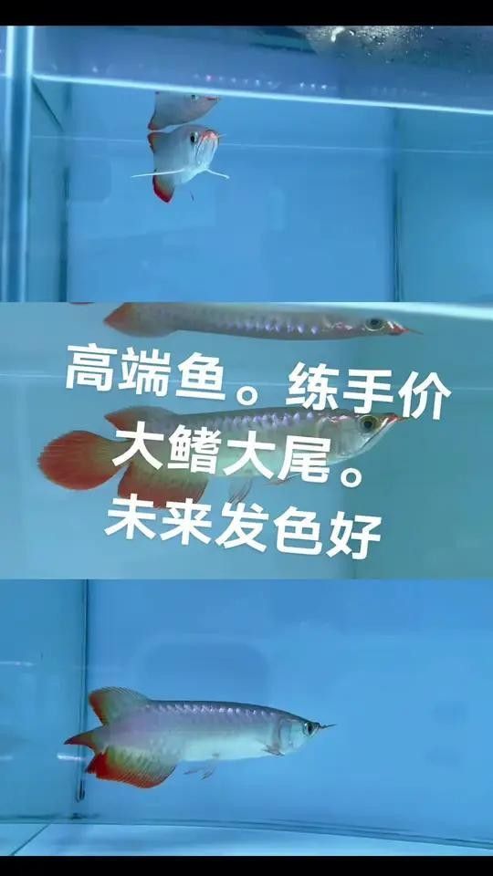 青龍開水族店怎么樣？加盟祥龍魚場賣龍魚市場怎樣？