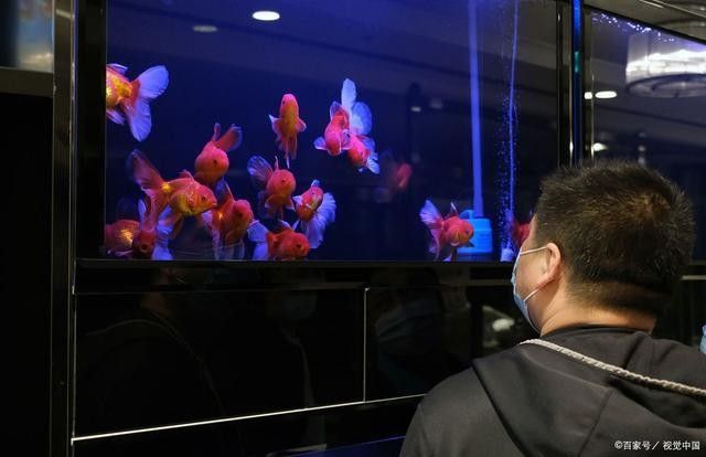 復興開水族店怎么樣？加盟祥龍魚場賣龍魚市場怎樣？