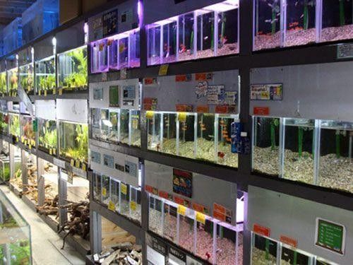 復興開水族店怎么樣？加盟祥龍魚場賣龍魚市場怎樣？