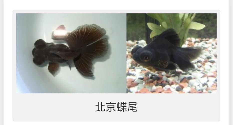 如何挑選高質量的蝶尾金魚？