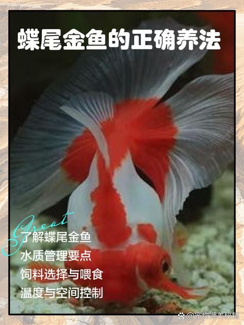 如何挑選高質量的蝶尾金魚？