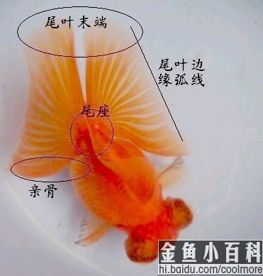 如何挑選高質量的蝶尾金魚？