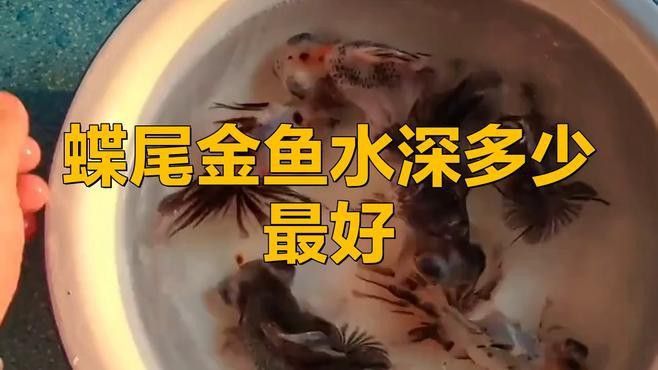 如何挑選高質量的蝶尾金魚？