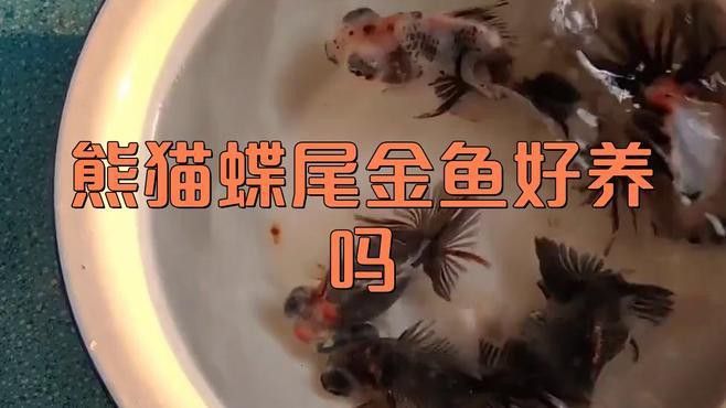 如何挑選高質量的蝶尾金魚？