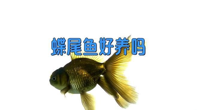 如何挑選高質量的蝶尾金魚？