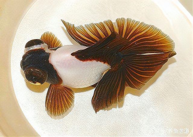 如何挑選高質量的蝶尾金魚？