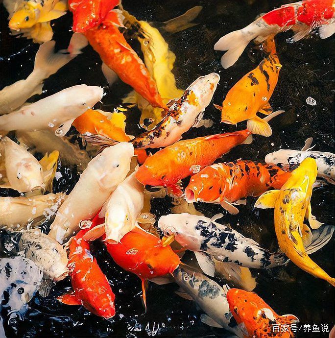 龍魚呼吸急促可以喂食嗎？