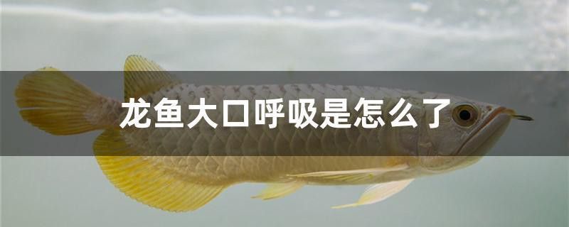 龍魚呼吸急促可以喂食嗎？