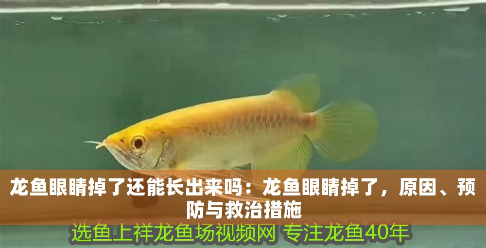 龍魚眼睛掉了還能長出來嗎：龍魚眼睛掉了，原因、預(yù)防與救治措施
