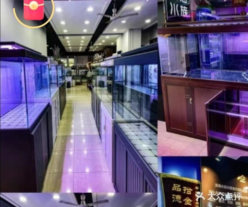 靜海開水族店怎么樣？加盟祥龍魚場賣龍魚市場怎樣？