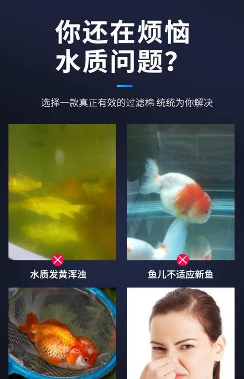 50cm高背金龍魚需要什么樣的過濾系統？