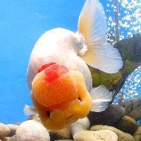 龍魚黑鱗最怕三種顏色