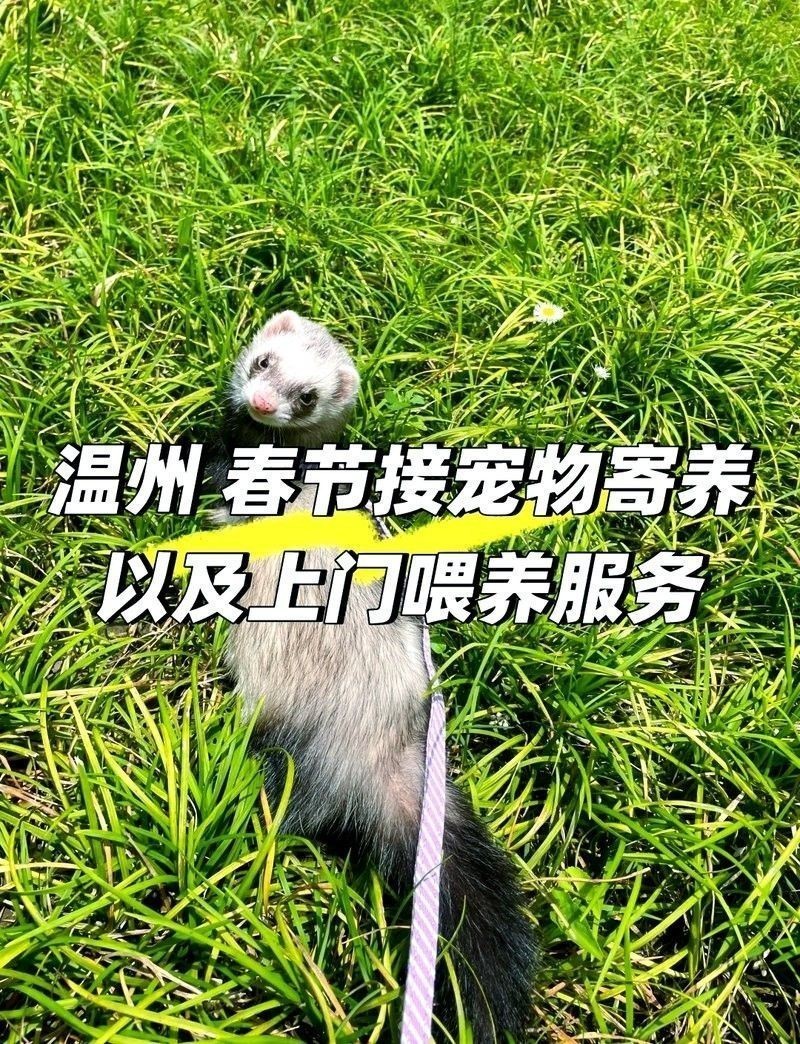 龍魚寄養要多少錢一只 龍魚寄養要多少錢一只 龍魚百科 第1張