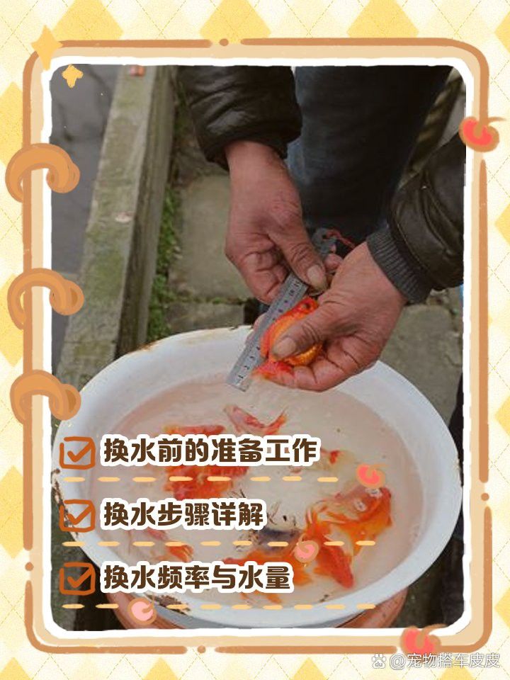 如何給小火龍魚換水？