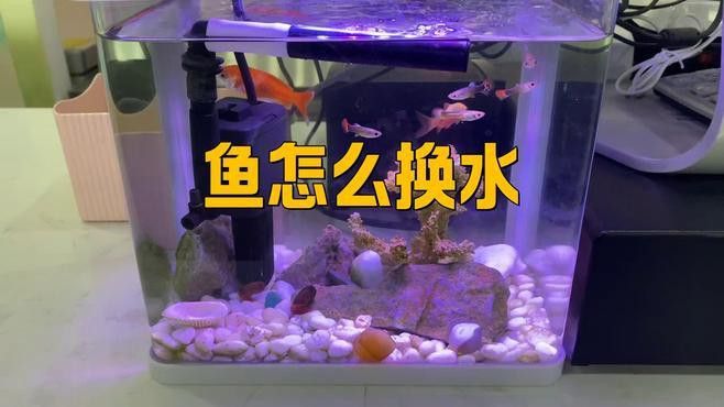 如何給小火龍魚換水？