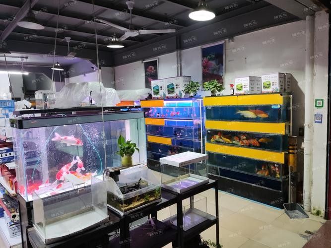 昌邑開水族店怎么樣？加盟祥龍魚場賣龍魚市場怎樣？