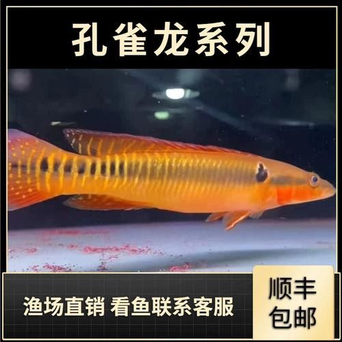 孔雀龍魚種類及圖片大全欣賞圖