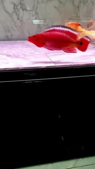 孔雀龍魚種類及圖片大全欣賞圖