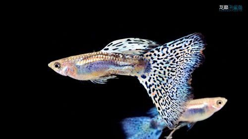 孔雀龍魚種類及圖片大全欣賞圖
