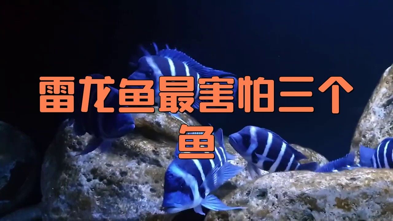野生雷龍魚有哪些天敵？