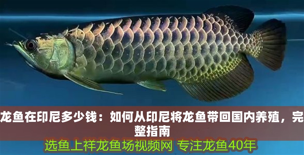 龍魚在印尼多少錢：如何從印尼將龍魚帶回國(guó)內(nèi)養(yǎng)殖，完整指南