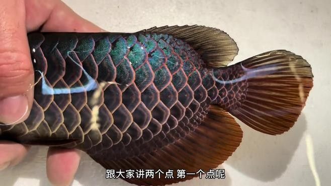 天涯開水族店怎么樣？加盟祥龍魚場賣龍魚市場怎樣？ 天涯開水族店怎么樣？加盟祥龍魚場賣龍魚市場怎樣？ 水族館百科（水族館加盟） 第7張