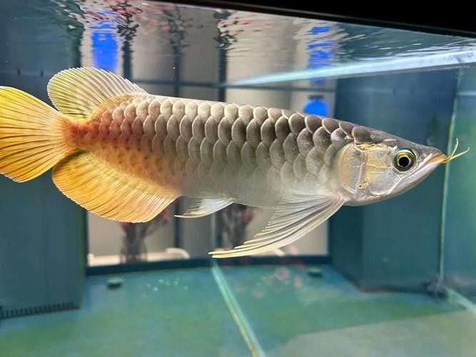 天涯開水族店怎么樣？加盟祥龍魚場賣龍魚市場怎樣？ 天涯開水族店怎么樣？加盟祥龍魚場賣龍魚市場怎樣？ 水族館百科（水族館加盟） 第9張