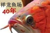 綏陽開水族店怎么樣？加盟祥龍魚場賣龍魚市場怎樣？