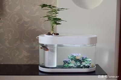 魚缸設計方案圖片（魚缸設計方案圖片教程魚缸設計方案圖片大全）