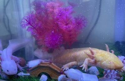 新入缸龍魚(yú)多久開(kāi)始投喂（新入缸的龍魚(yú)在什么時(shí)候開(kāi)始投喂食物）