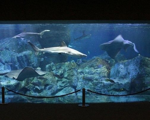四川開水族店怎么樣？加盟祥龍魚場(chǎng)賣龍魚市場(chǎng)怎樣？