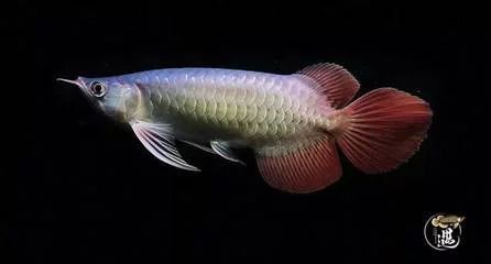 龍魚的頭：龍魚頭型的種類及其特點